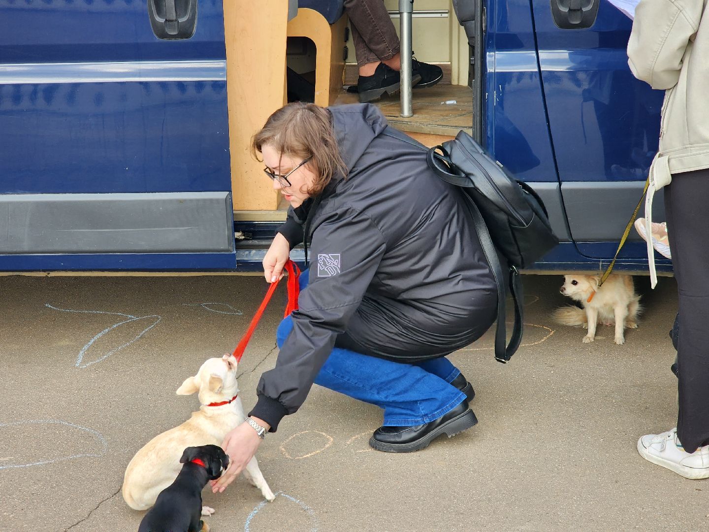 долгопрудный, чипирование домашних животных, вакцинация от бешенства, мобильный пункт вакцинации, парк на молодежной,