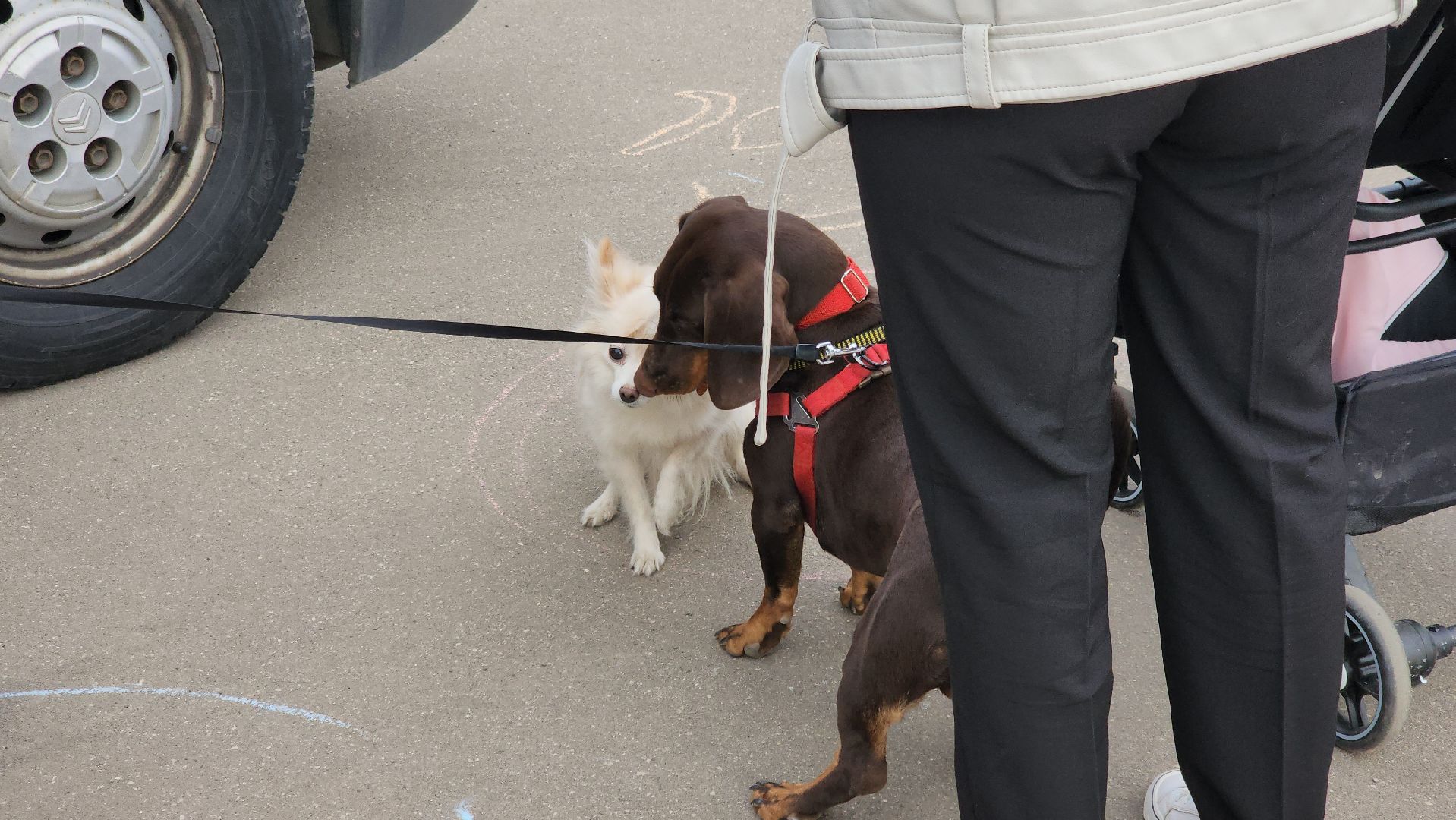 долгопрудный, чипирование домашних животных, вакцинация от бешенства, мобильный пункт вакцинации, парк на молодежной,
