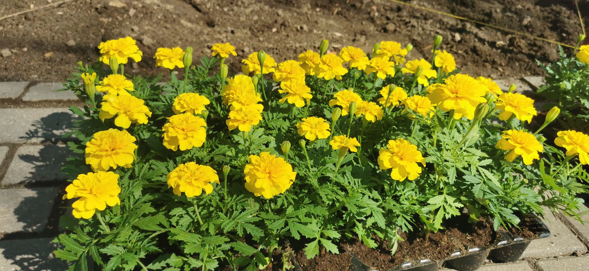 благоустройство, озеленение,