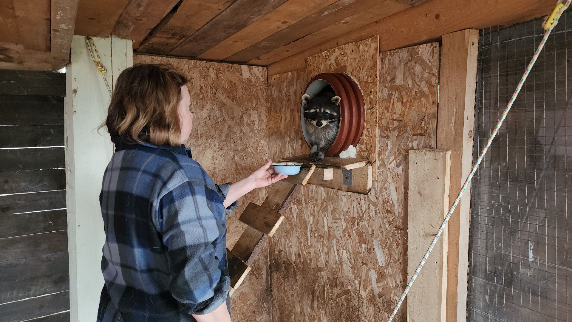 руза, рузская аляска, хаски-деревня, енот, туризм,