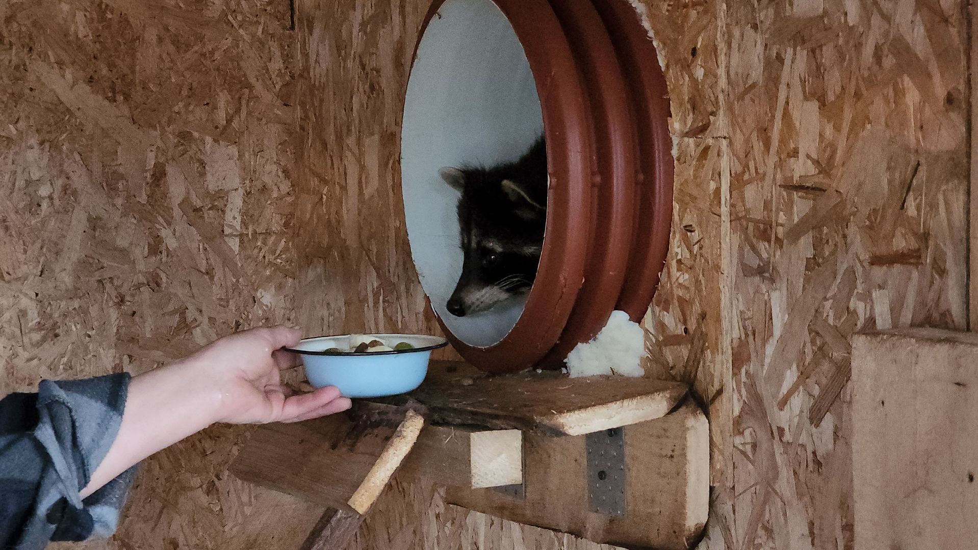 руза, рузская аляска, хаски-деревня, енот, туризм,