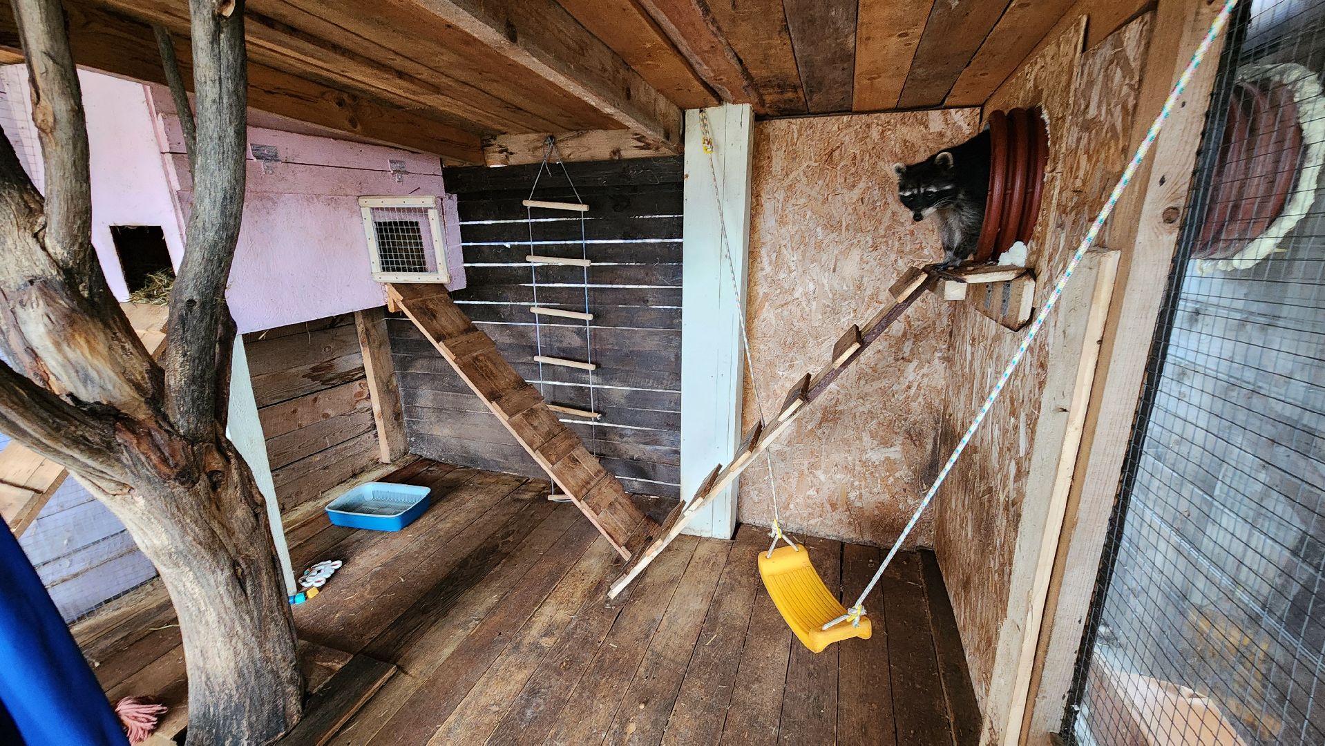 руза, рузская аляска, хаски-деревня, енот, туризм,