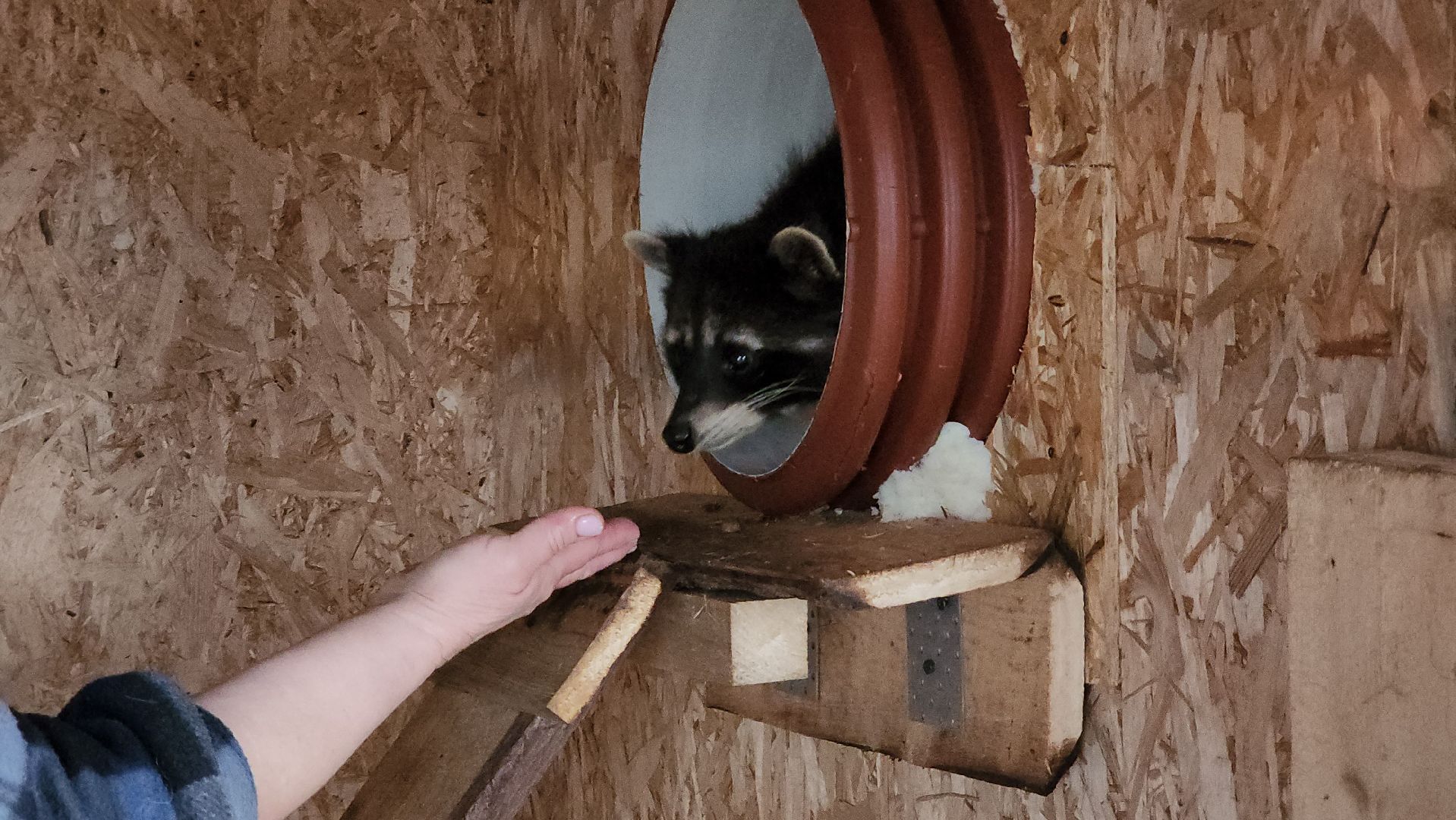 руза, рузская аляска, хаски-деревня, енот, туризм,