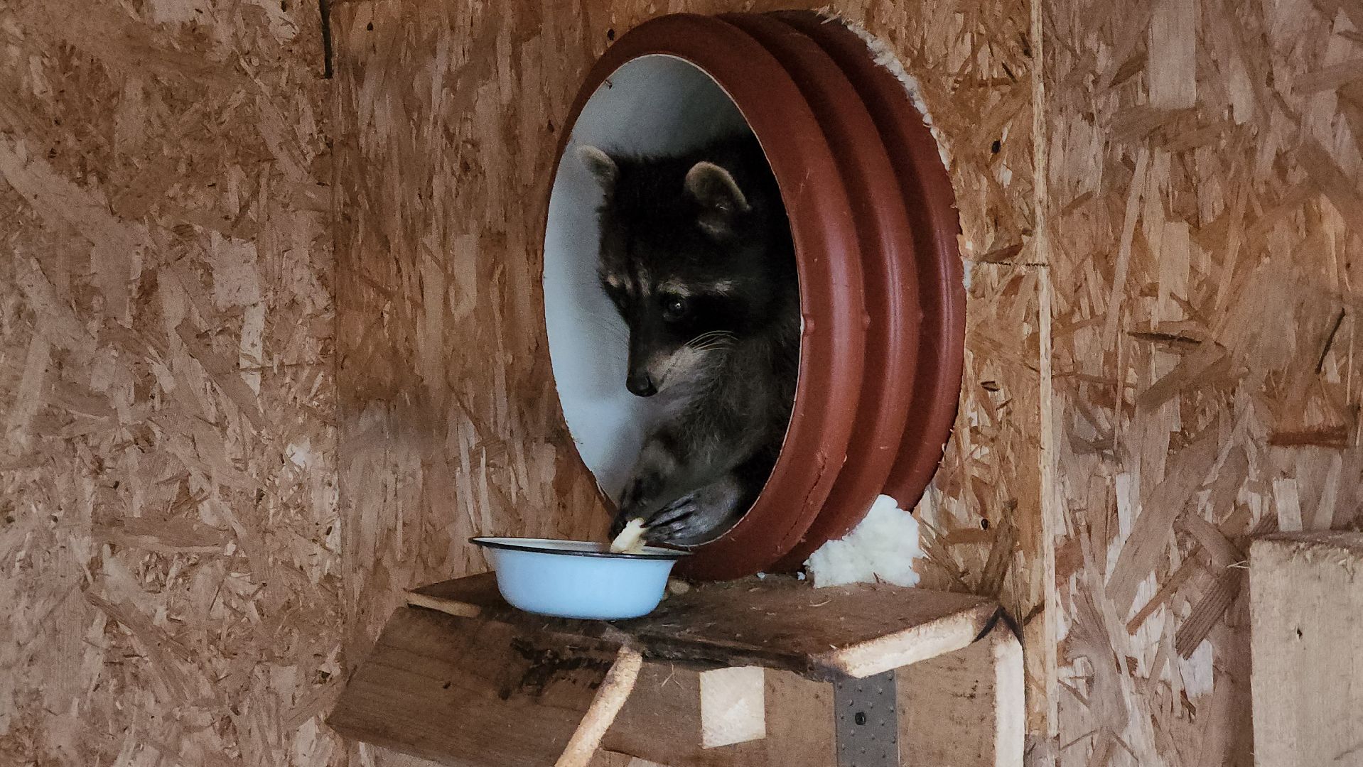 руза, рузская аляска, хаски-деревня, енот, туризм,