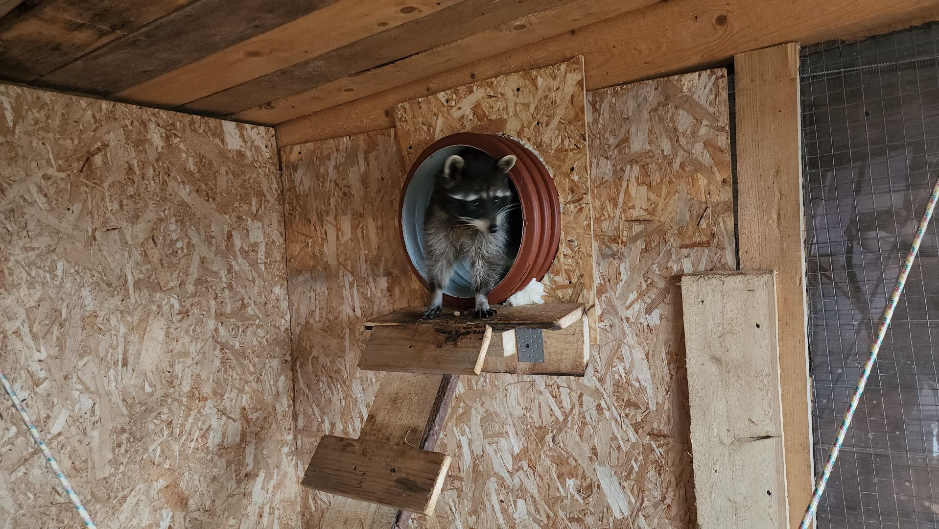 руза, рузская аляска, хаски-деревня, енот, туризм,