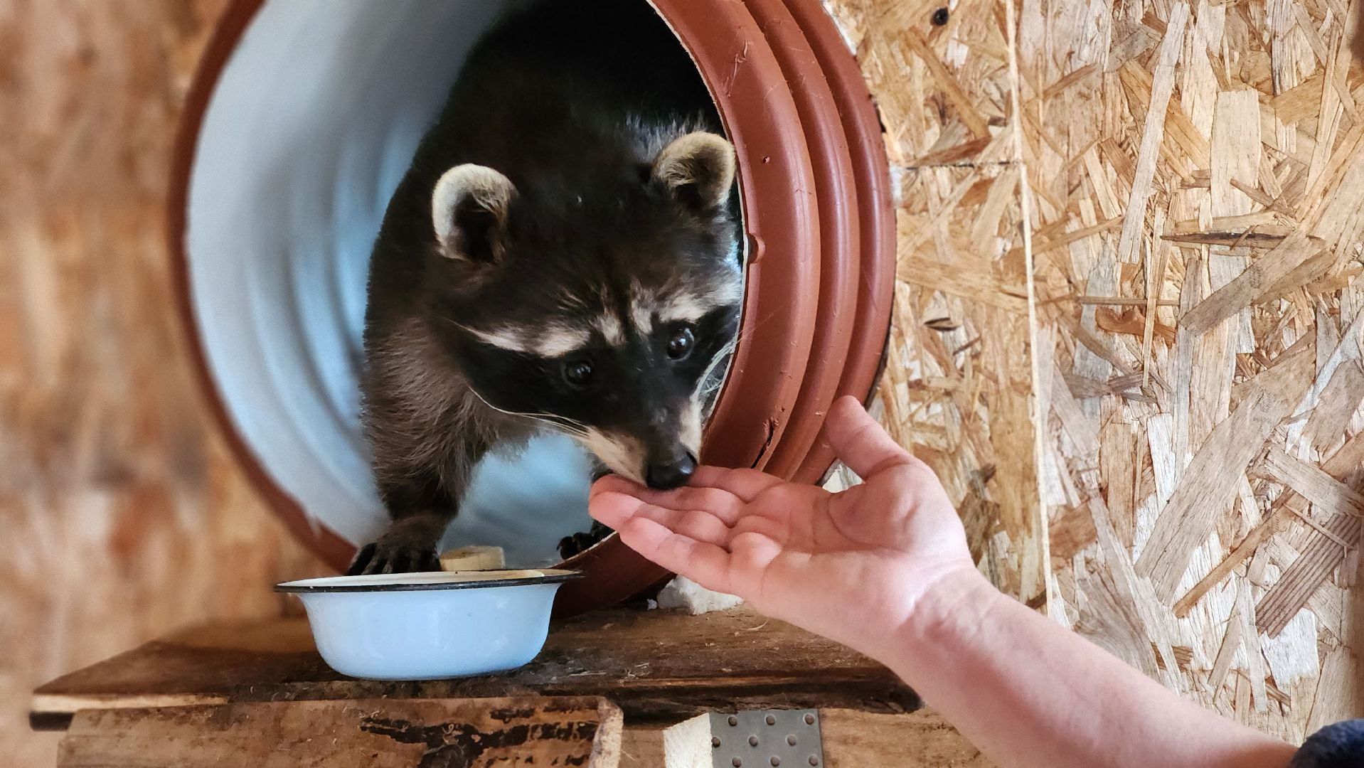 руза, рузская аляска, хаски-деревня, енот, туризм,