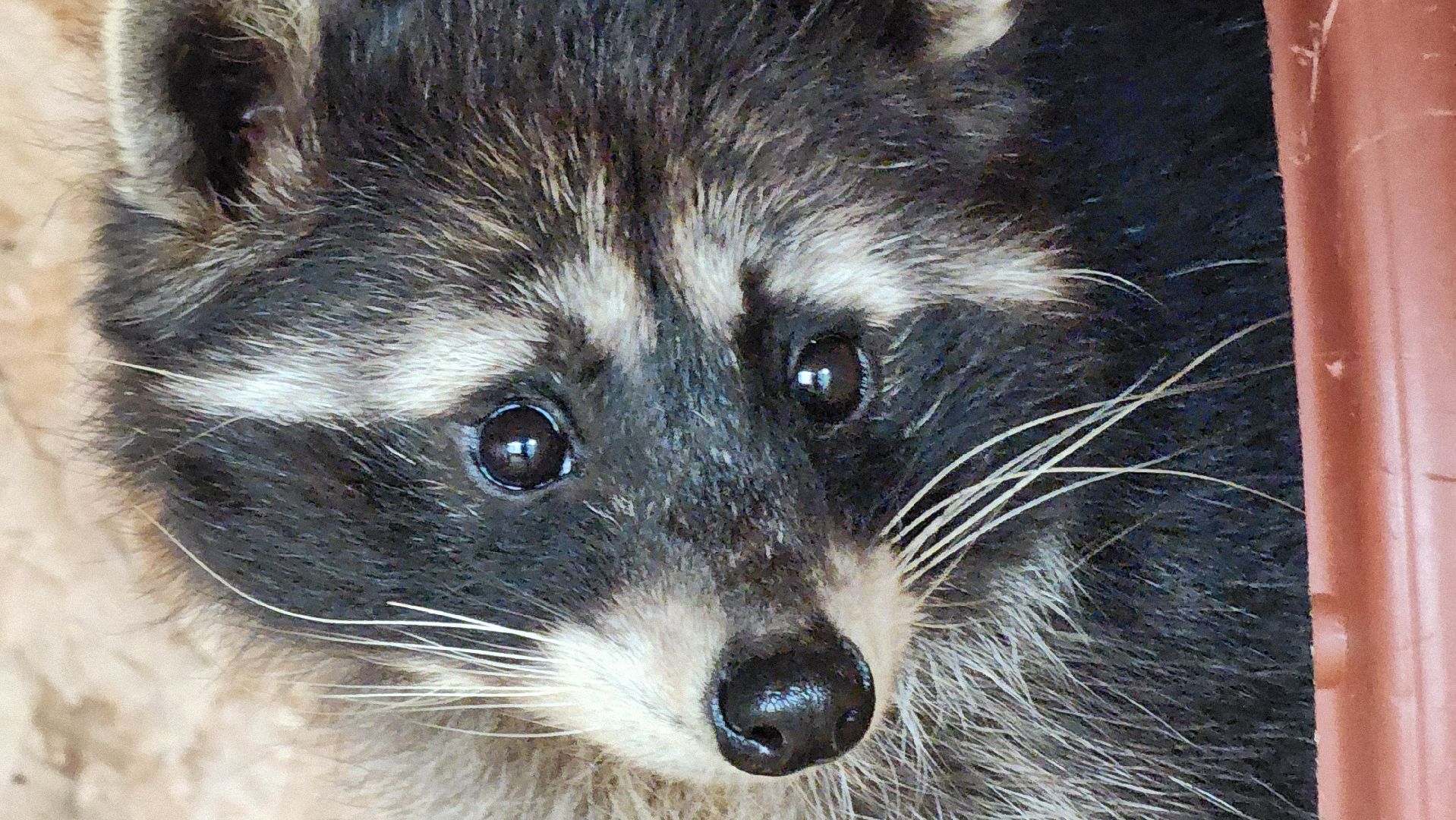 руза, рузская аляска, хаски-деревня, енот, туризм,