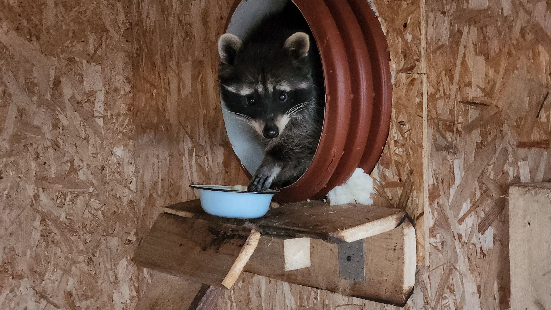 руза, рузская аляска, хаски-деревня, енот, туризм,