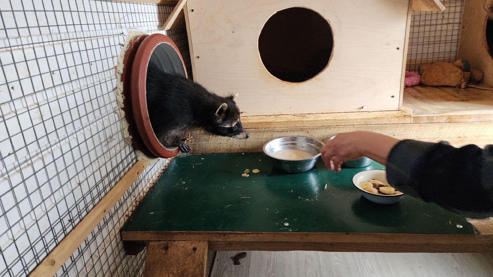 руза, рузская аляска, хаски-деревня, енот, туризм,