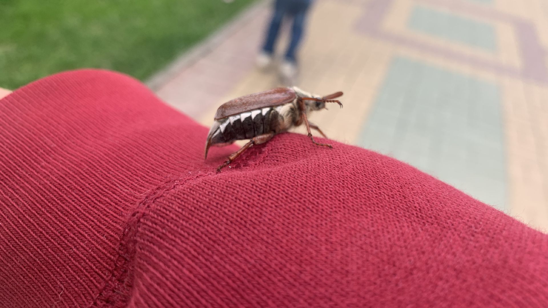 Ступино, майский жук, хрущ