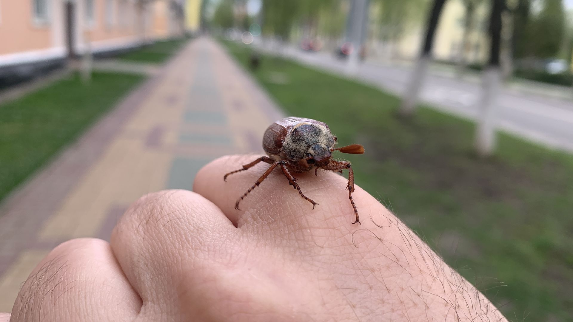 Ступино, майский жук, хрущ