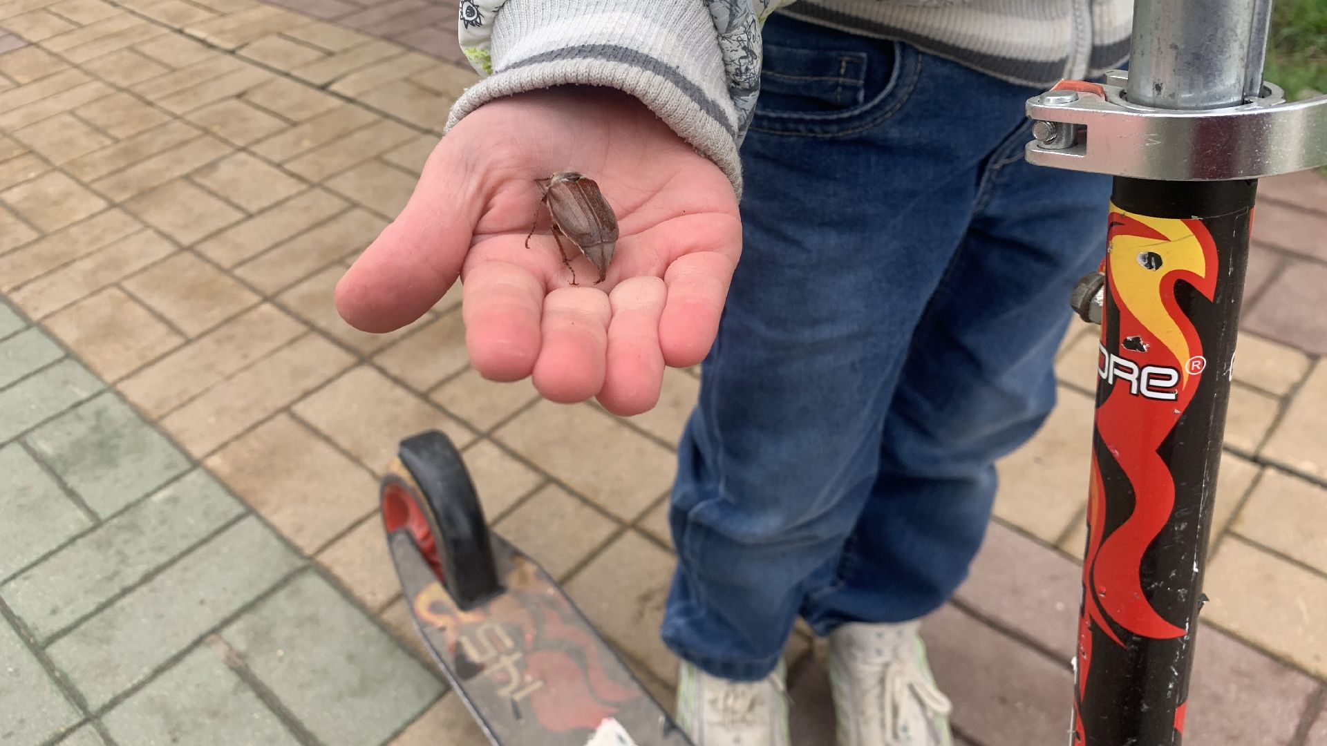 Ступино, майский жук, хрущ