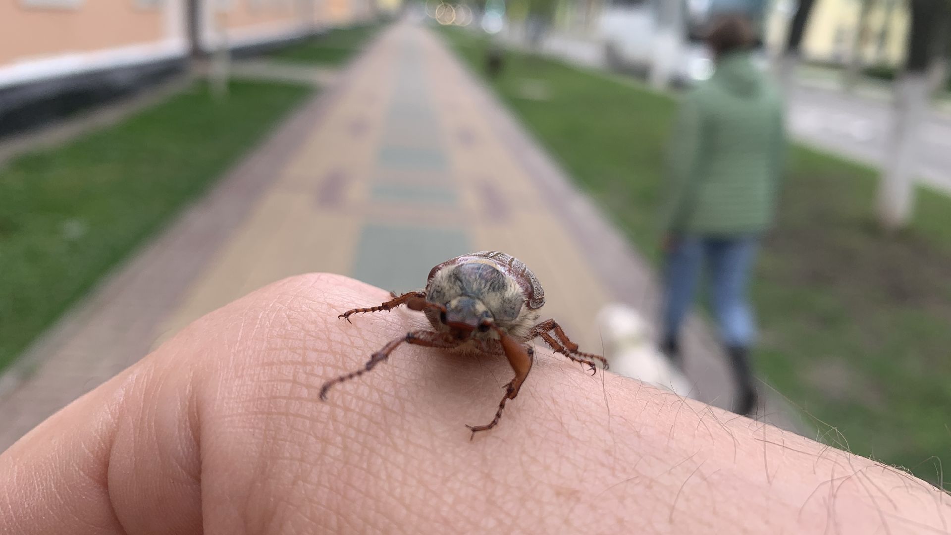 Ступино, майский жук, хрущ