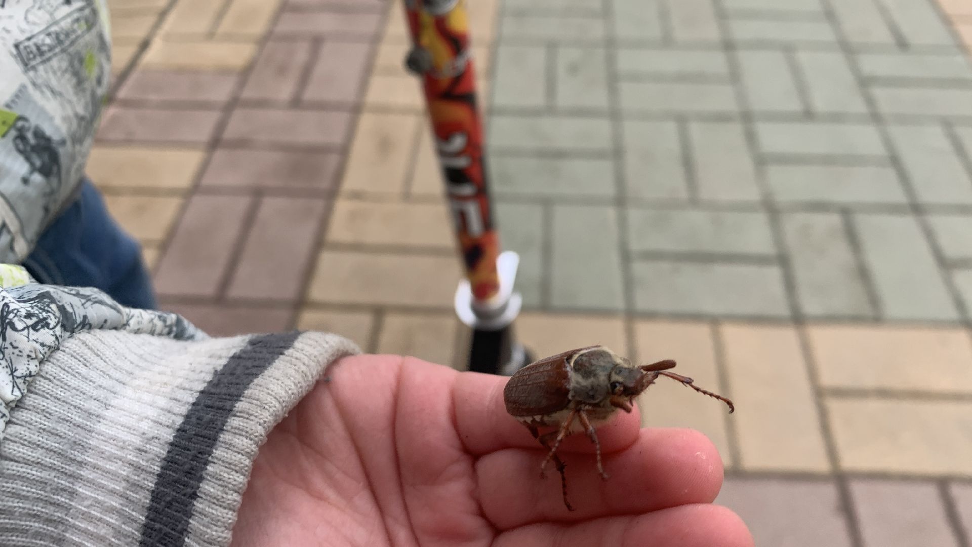 Ступино, майский жук, хрущ