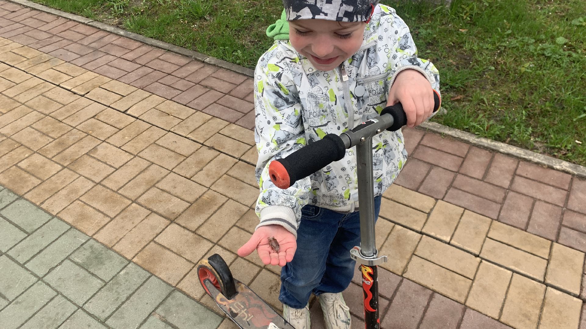 Ступино, майский жук, хрущ