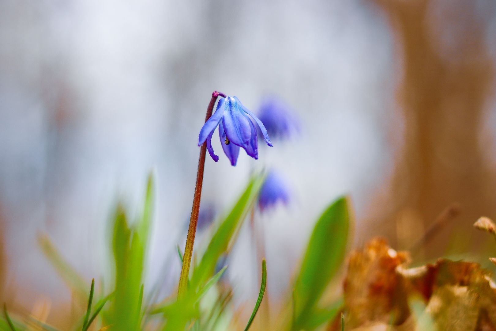 клин, общество, цветы, весна, подмосковье, музеи, чайковский,