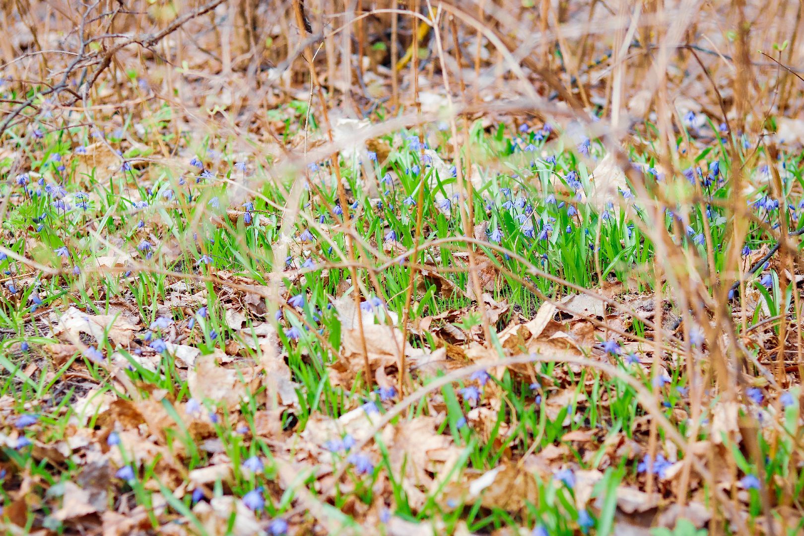 клин, общество, цветы, весна, подмосковье, музеи, чайковский,