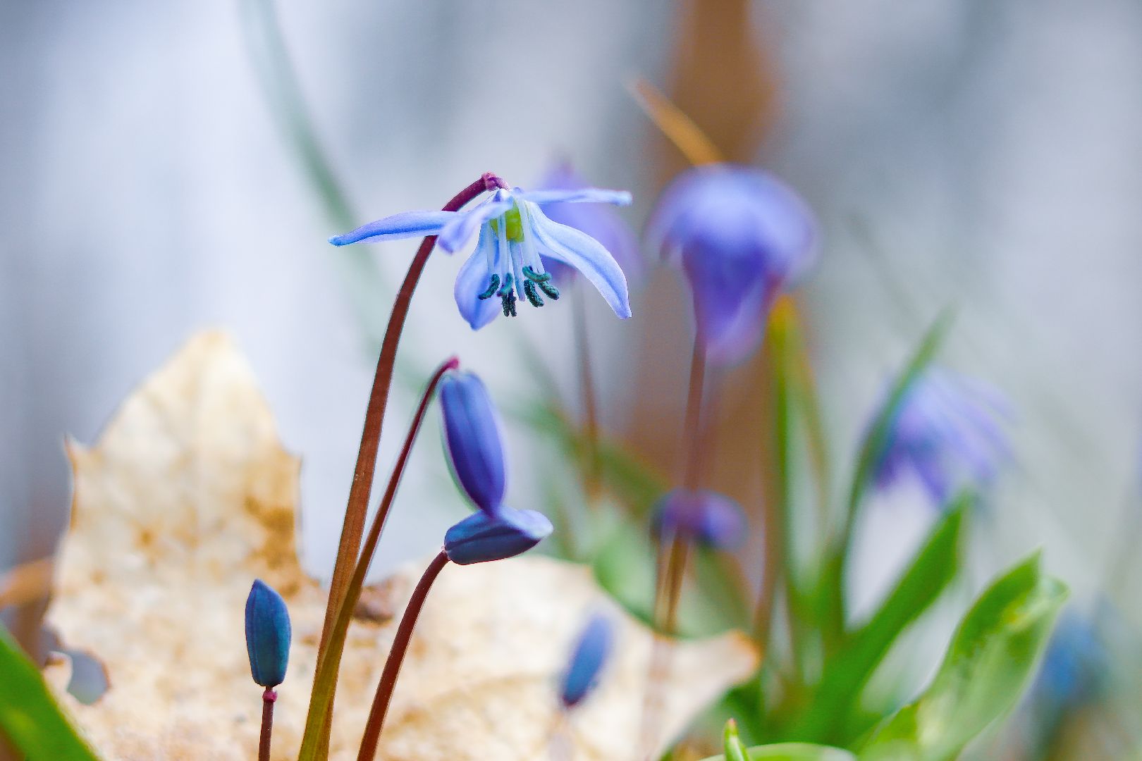 клин, общество, цветы, весна, подмосковье, музеи, чайковский,