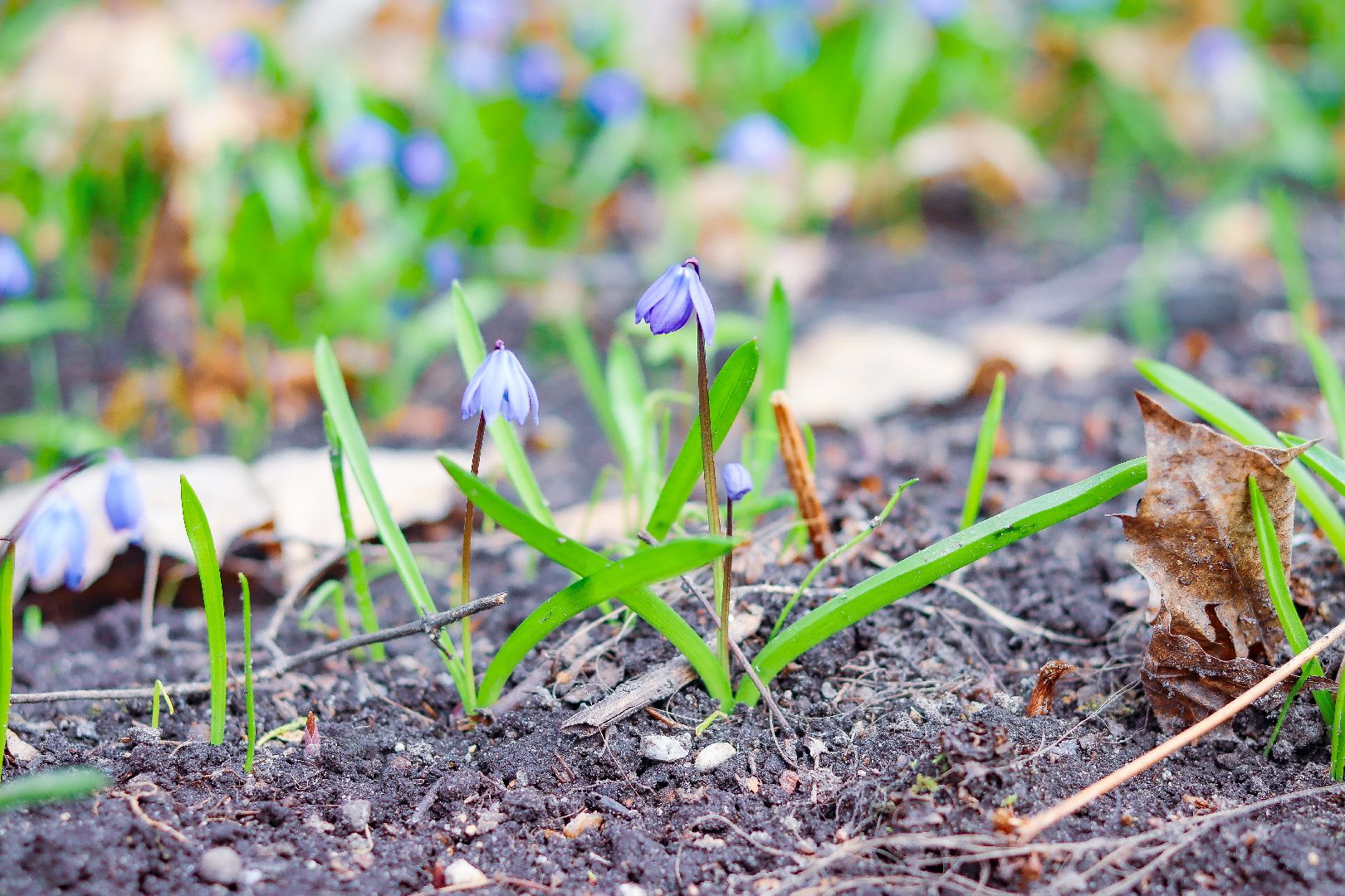 клин, общество, цветы, весна, подмосковье, музеи, чайковский,