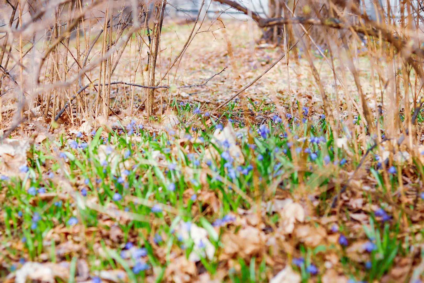 клин, общество, цветы, весна, подмосковье, музеи, чайковский,