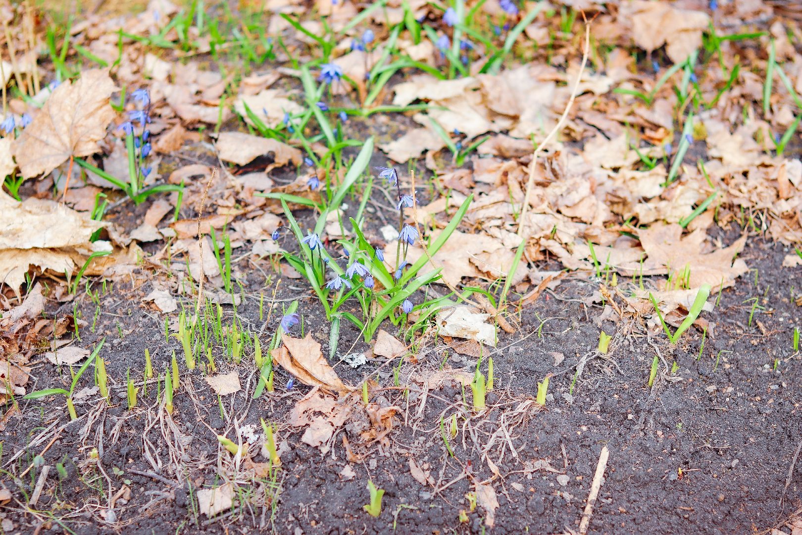 клин, общество, цветы, весна, подмосковье, музеи, чайковский,