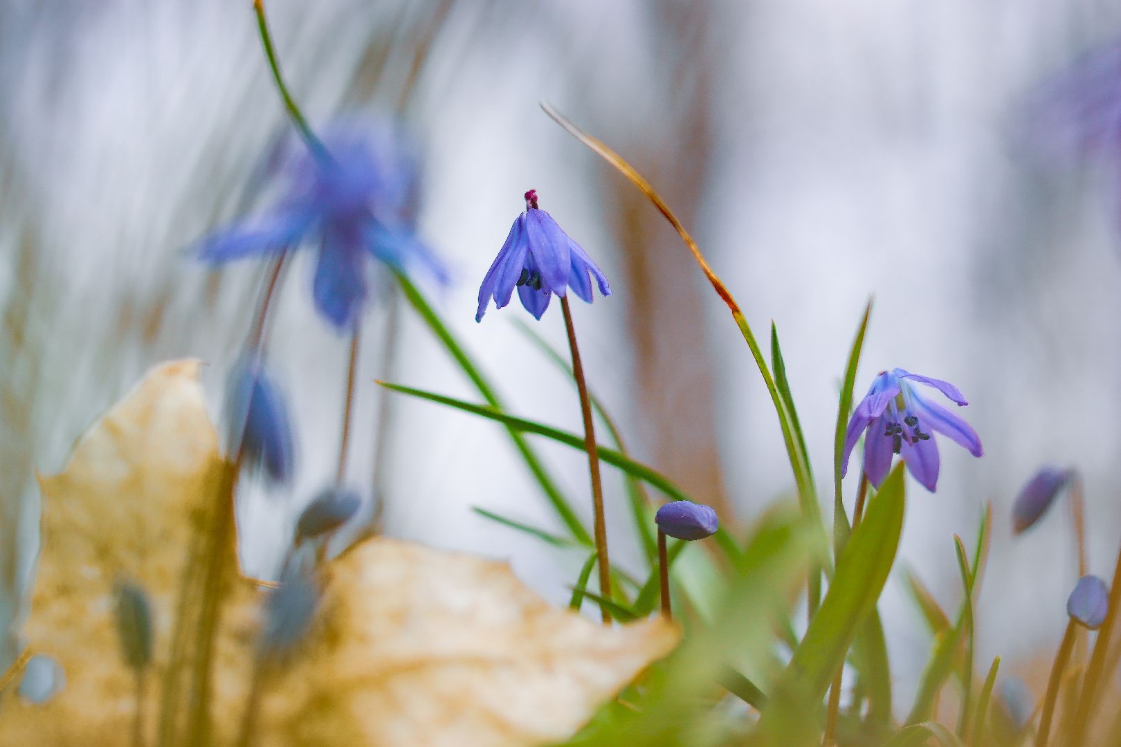 клин, общество, цветы, весна, подмосковье, музеи, чайковский,