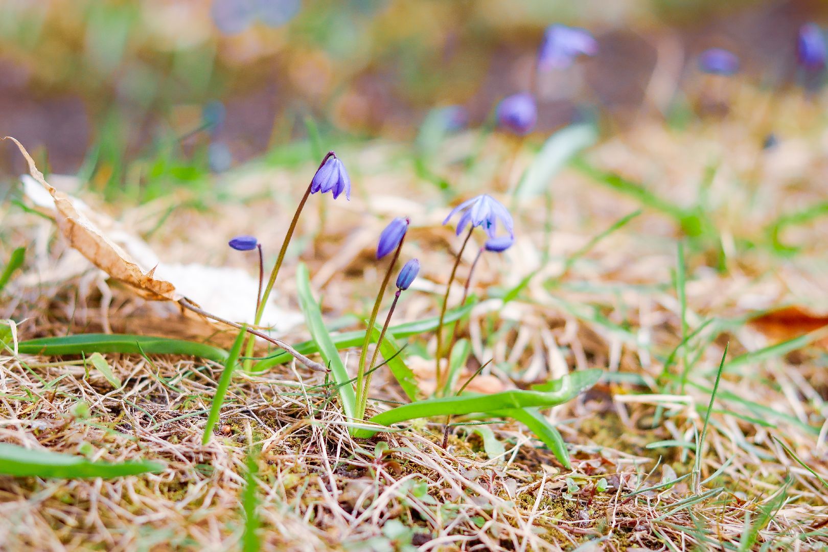 клин, общество, цветы, весна, подмосковье, музеи, чайковский,