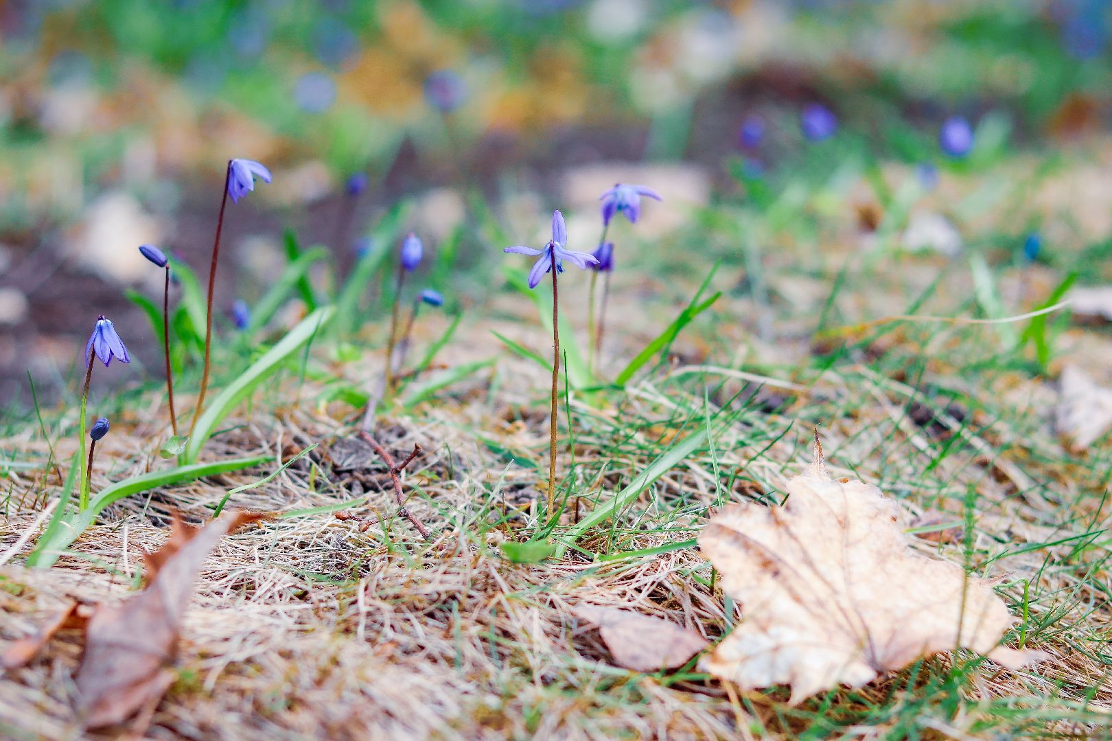 клин, общество, цветы, весна, подмосковье, музеи, чайковский,