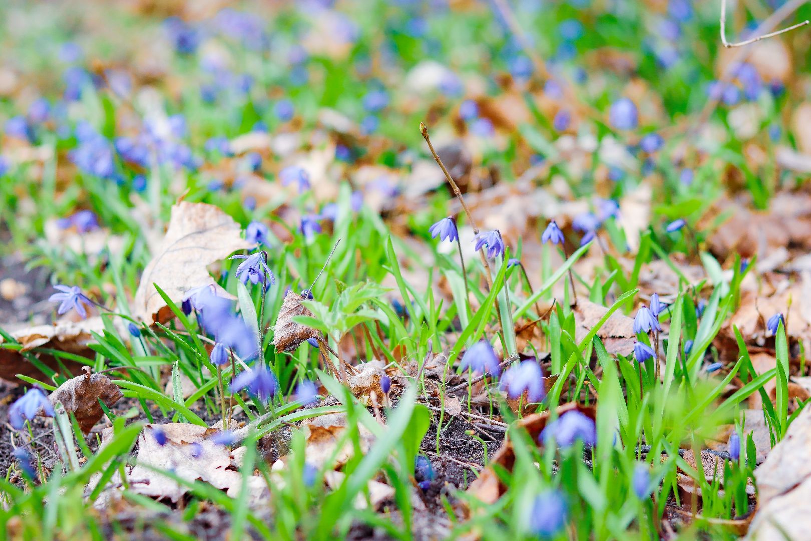клин, общество, цветы, весна, подмосковье, музеи, чайковский,
