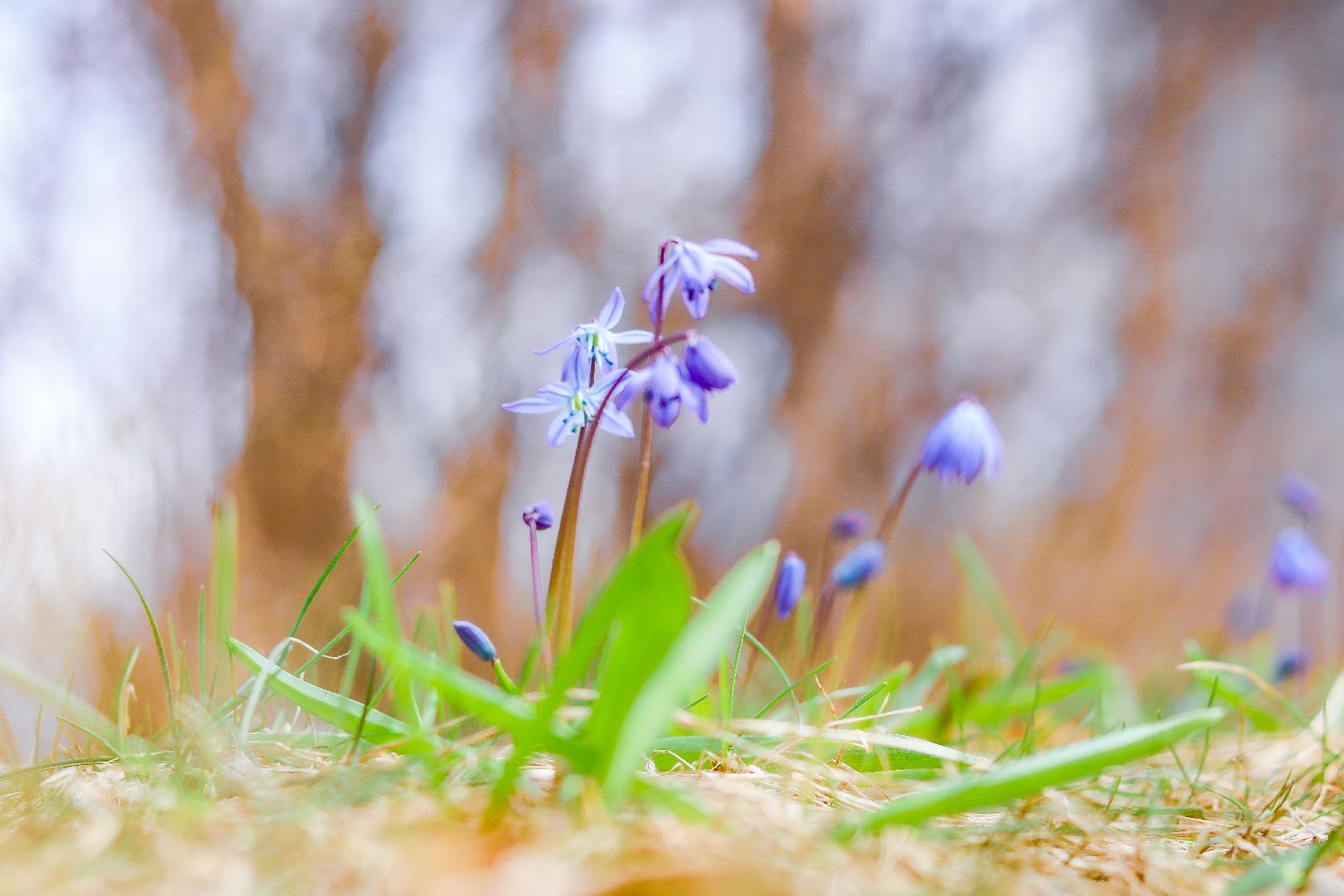 клин, общество, цветы, весна, подмосковье, музеи, чайковский,