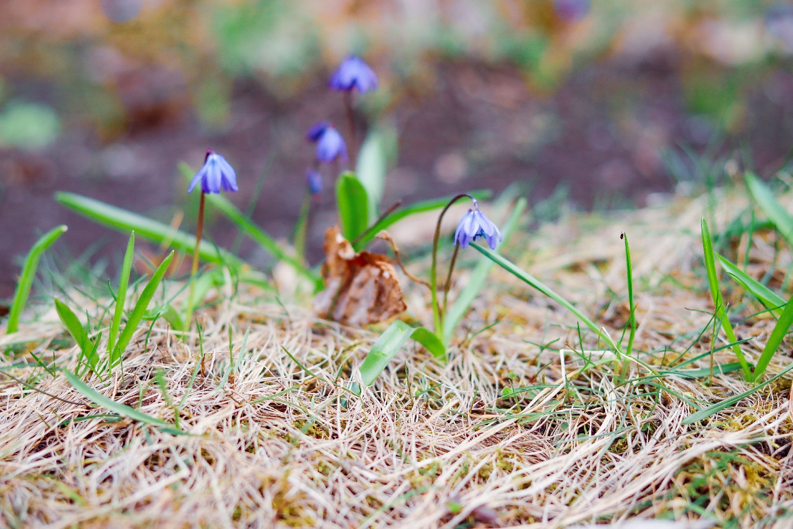 клин, общество, цветы, весна, подмосковье, музеи, чайковский,