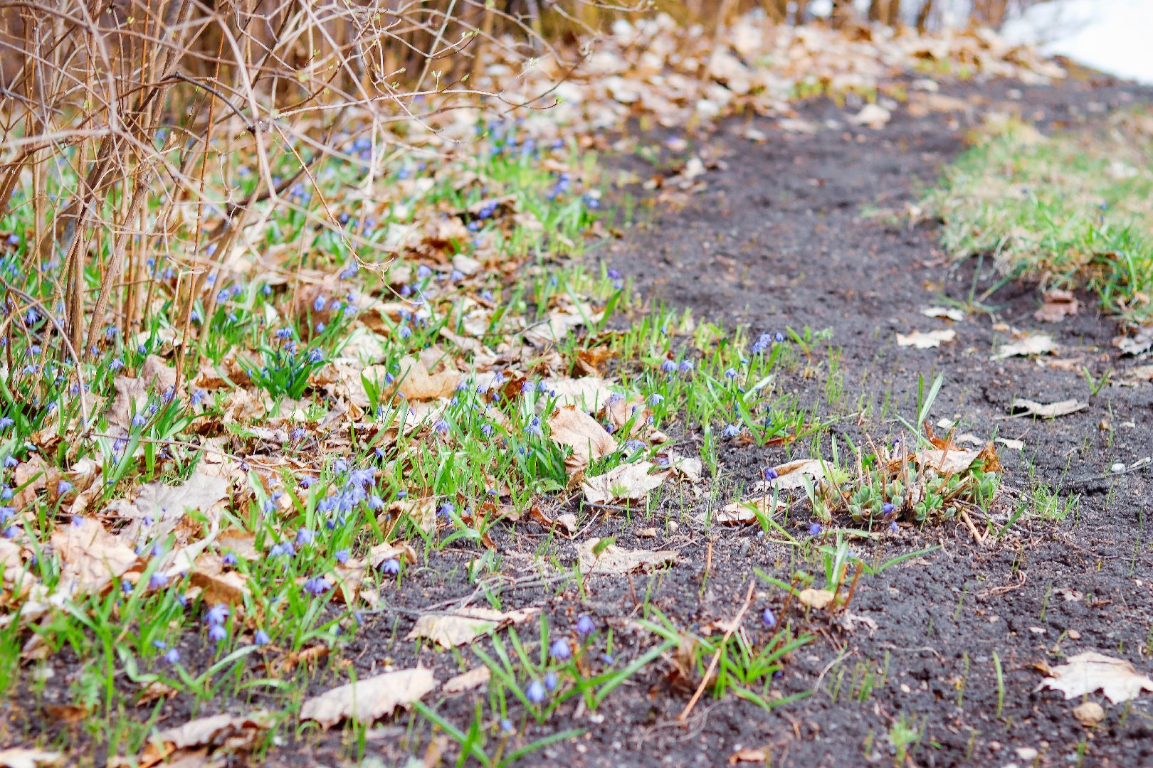 клин, общество, цветы, весна, подмосковье, музеи, чайковский,