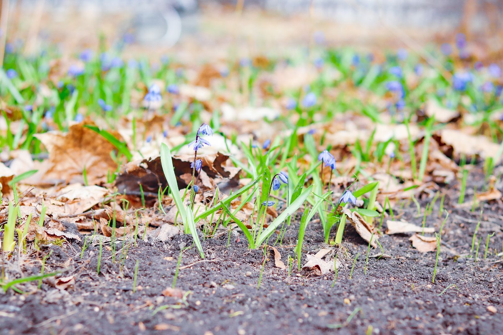 клин, общество, цветы, весна, подмосковье, музеи, чайковский,