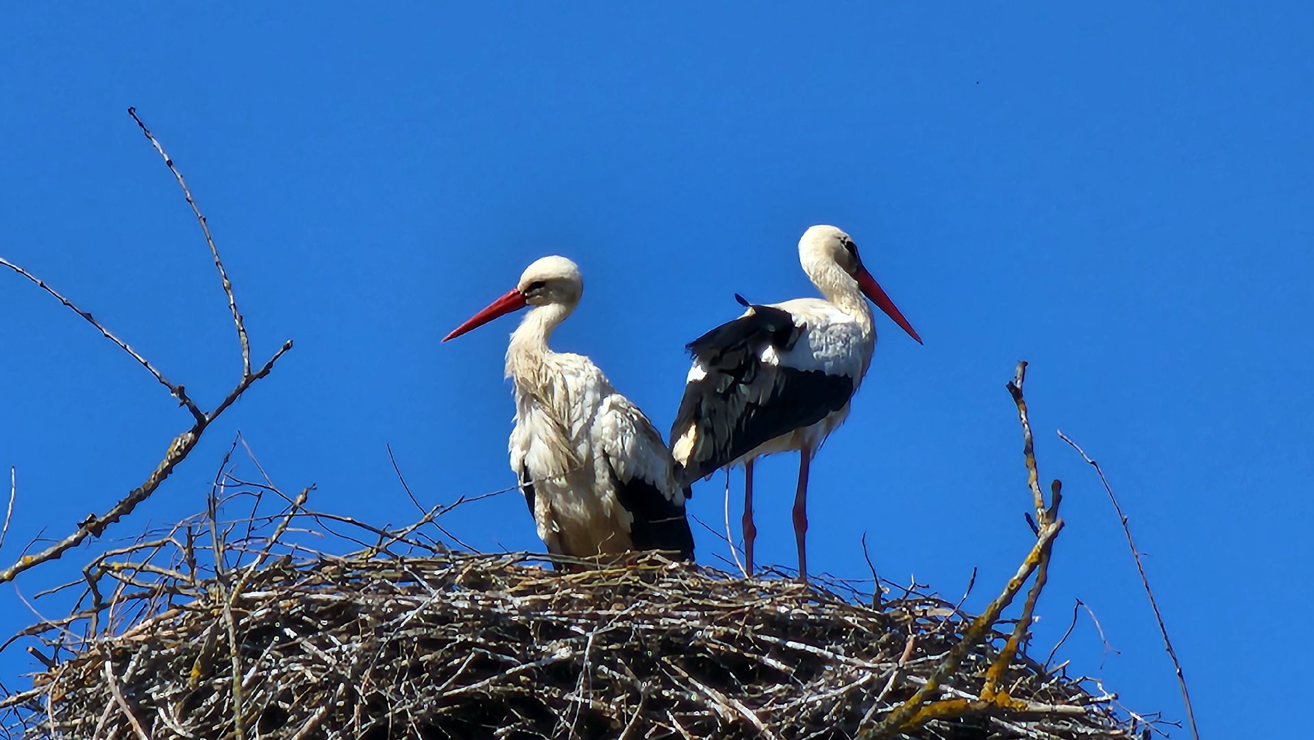 Руза, Экология, Аисты , Орешки ,