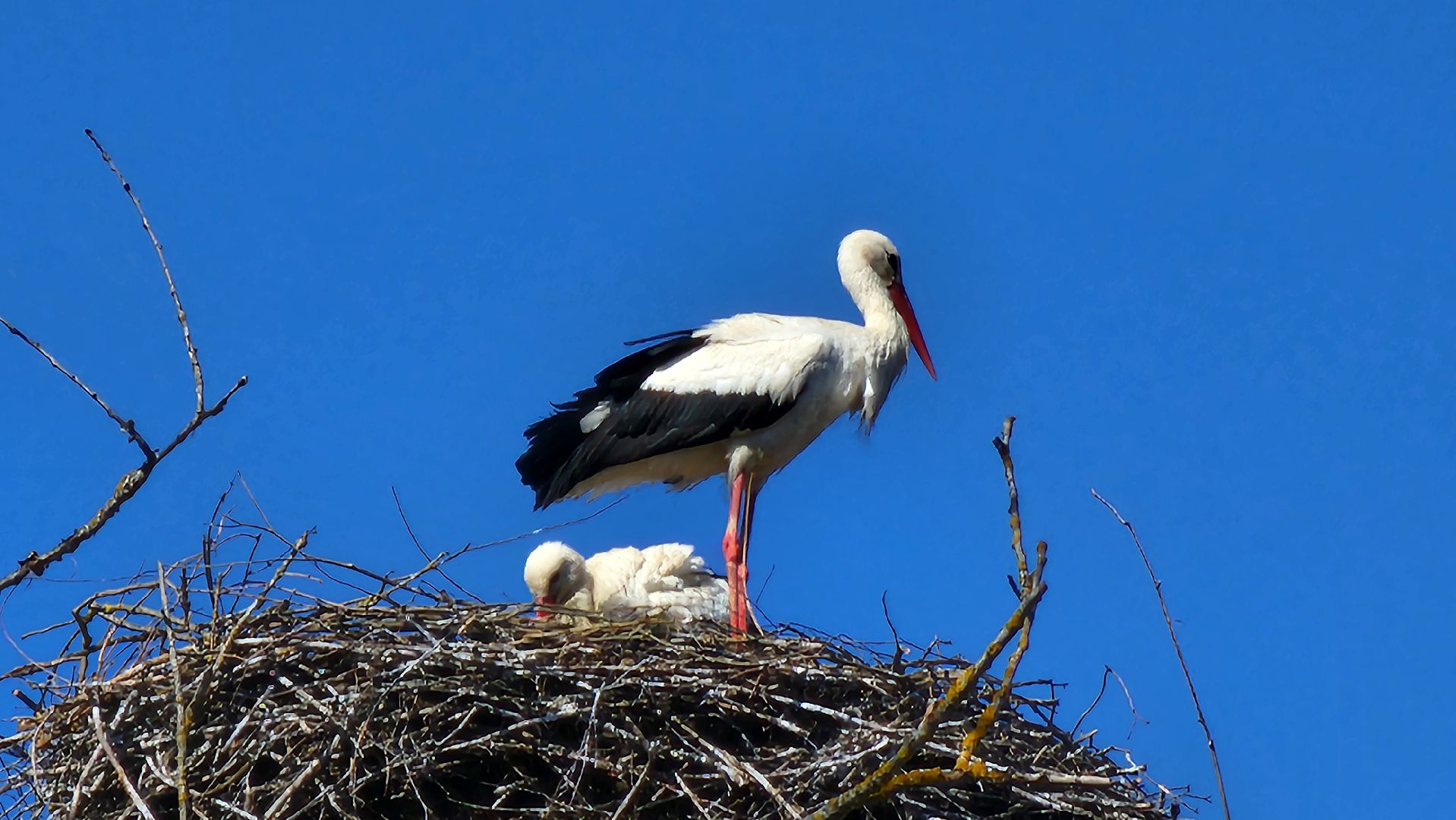 Руза, Экология, Аисты , Орешки ,