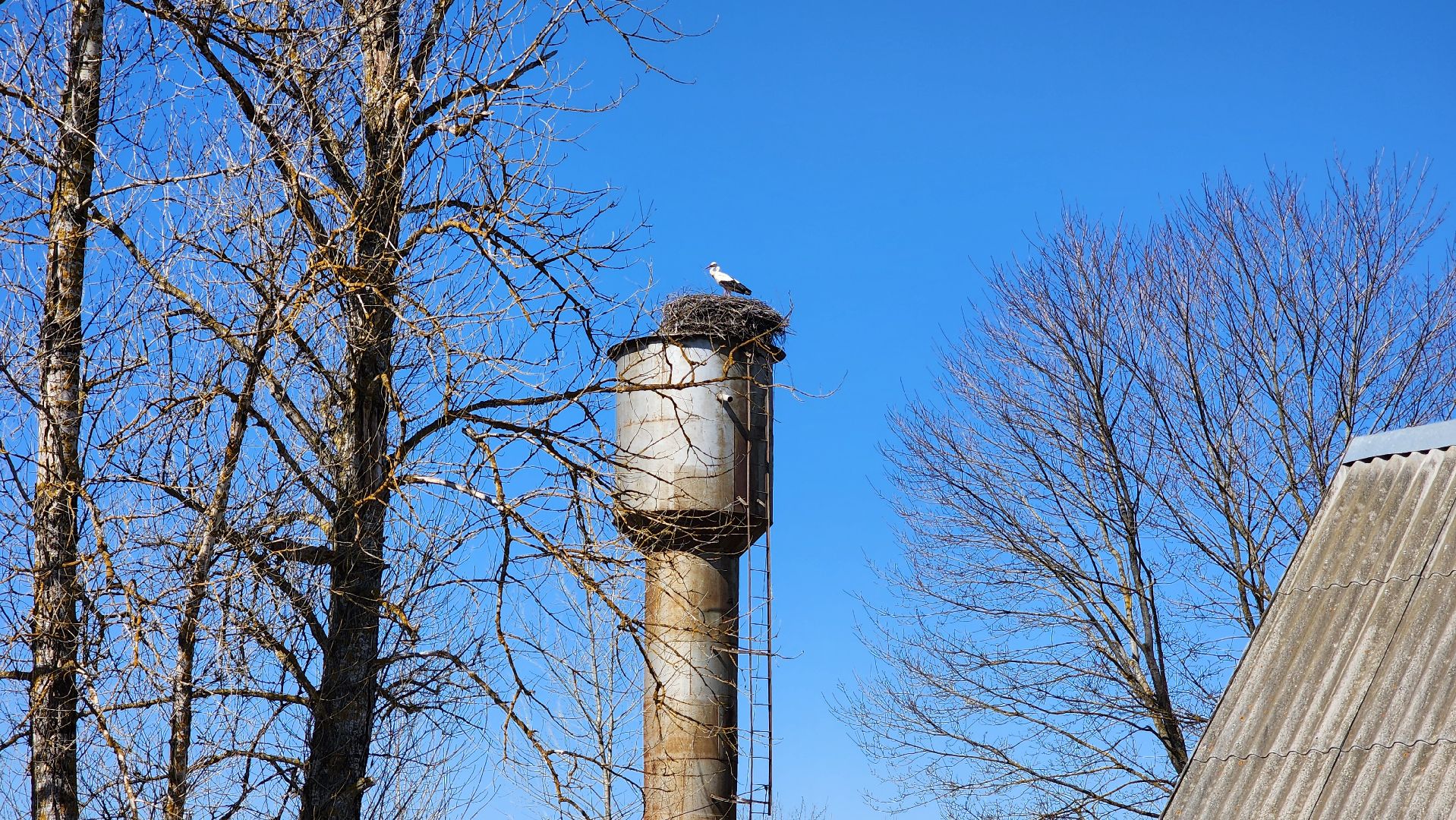 Руза, Экология, Аисты , Орешки ,