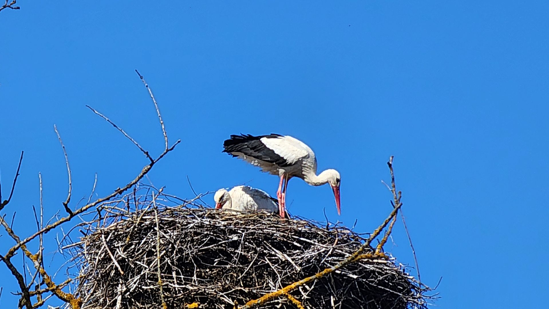 Руза, Экология, Аисты , Орешки ,