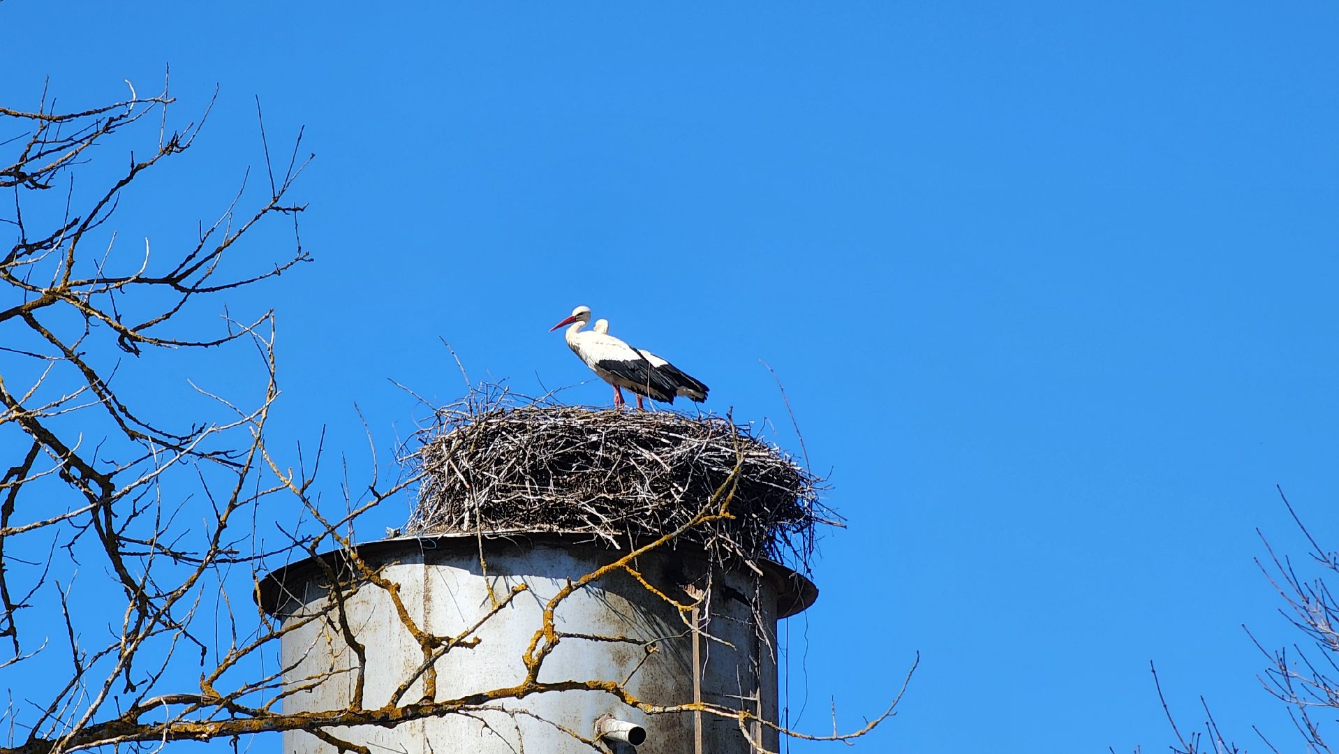 Руза, Экология, Аисты , Орешки ,