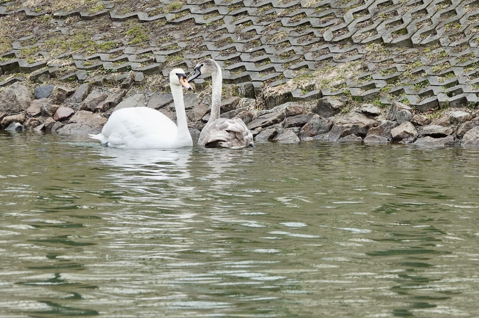 сергиев посад, сергиево-посадский городской округ, белые лебеди , весна, природа , эксклюзив ,