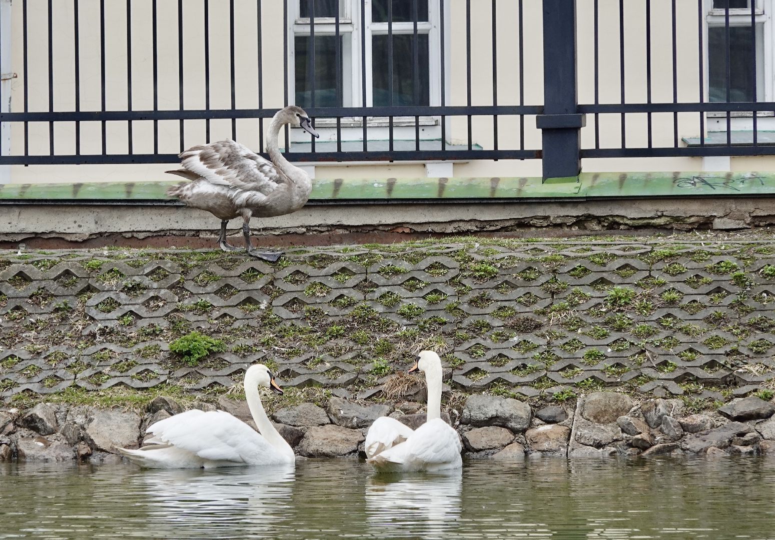 сергиев посад, сергиево-посадский городской округ, белые лебеди , весна, природа , эксклюзив ,