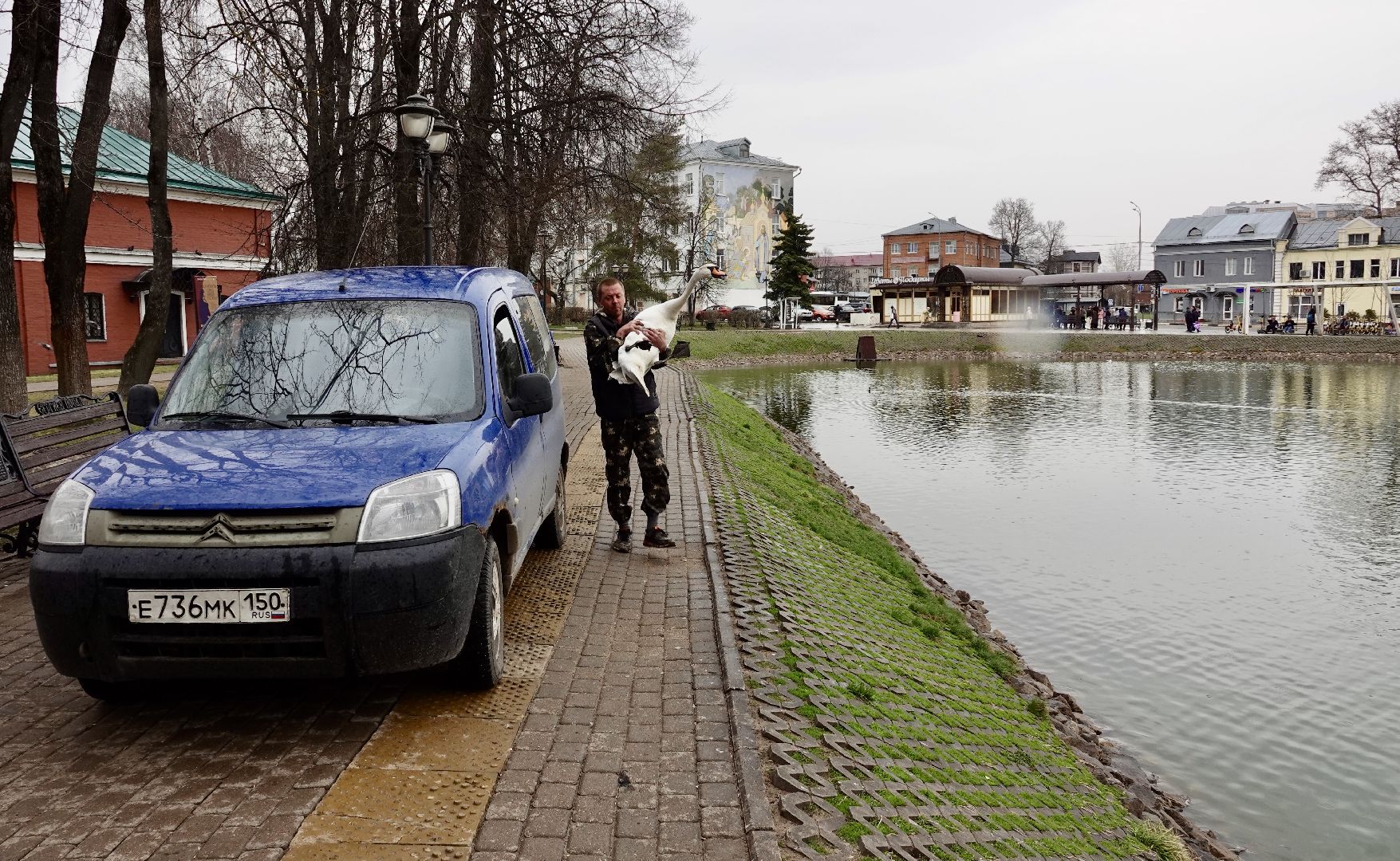 сергиев посад, сергиево-посадский городской округ, белые лебеди , весна, природа , эксклюзив ,