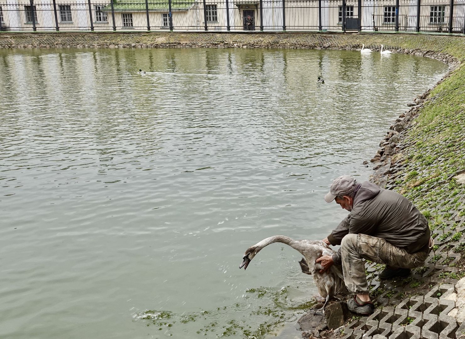 сергиев посад, сергиево-посадский городской округ, белые лебеди , весна, природа , эксклюзив ,