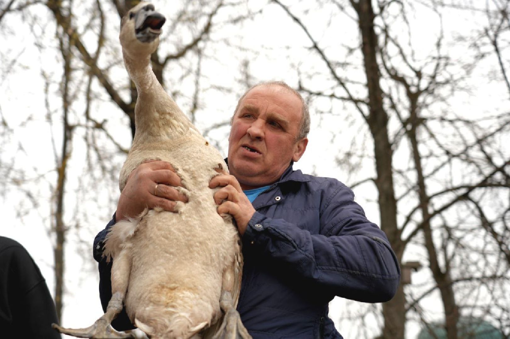 сергиев посад, сергиево-посадский городской округ, белые лебеди , весна, природа , эксклюзив ,