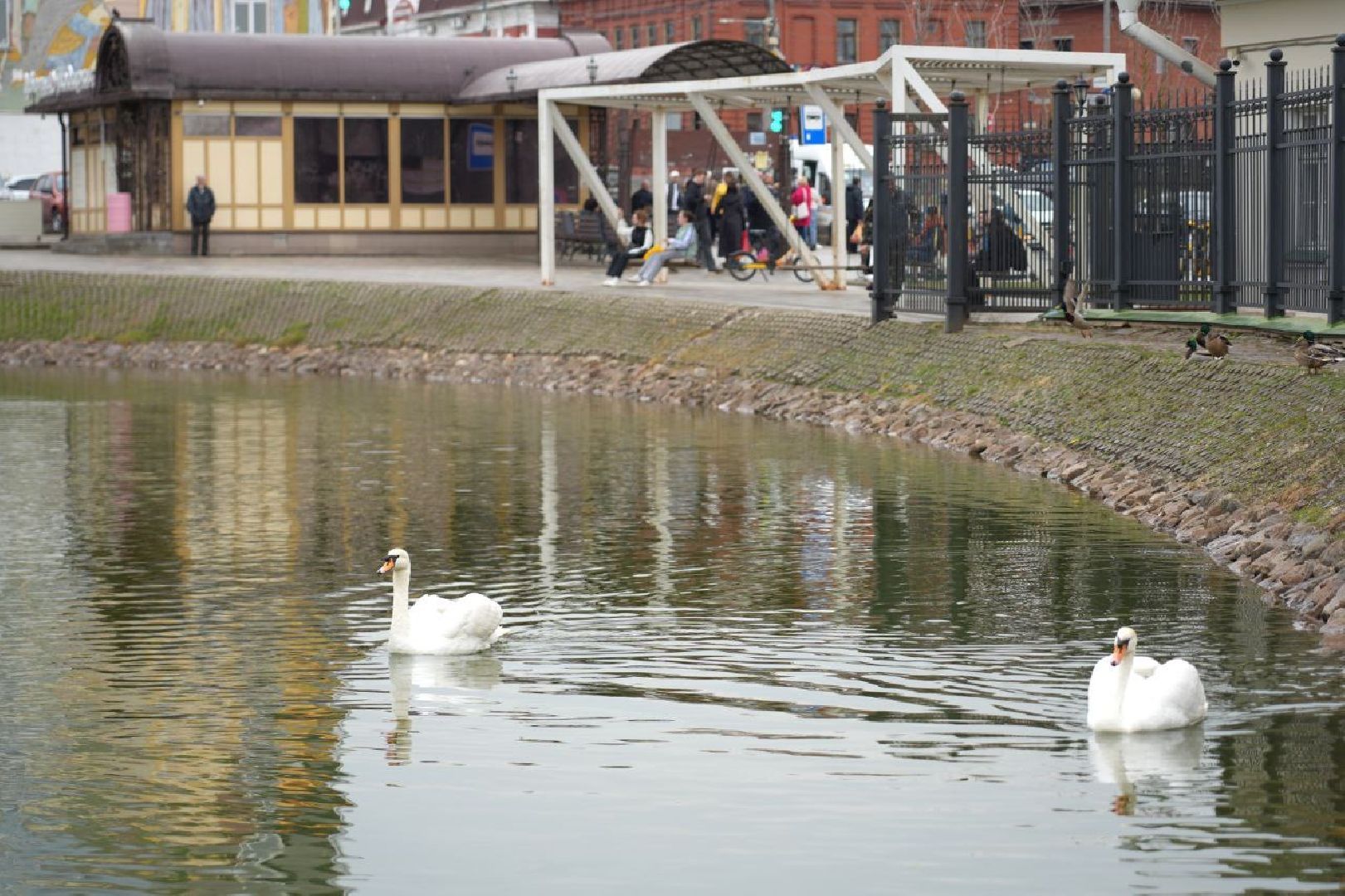 сергиев посад, сергиево-посадский городской округ, белые лебеди , весна, природа , эксклюзив ,