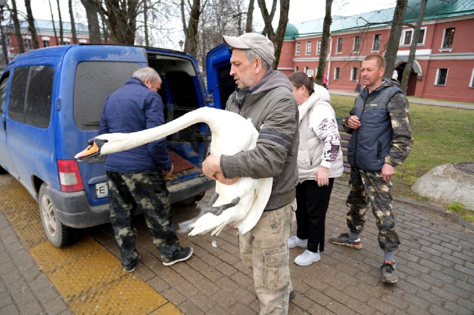 сергиев посад, сергиево-посадский городской округ, белые лебеди , весна, природа , эксклюзив ,