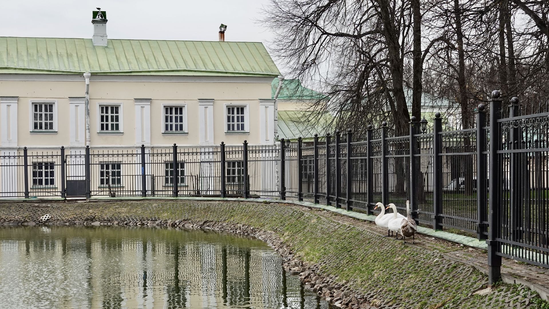 сергиев посад, сергиево-посадский городской округ, белые лебеди , весна, природа , эксклюзив ,