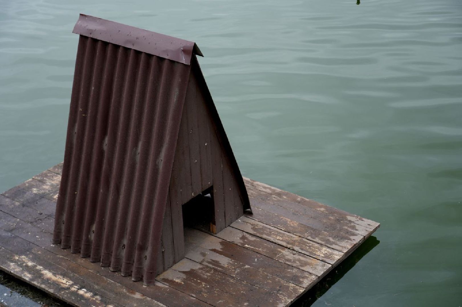 сергиев посад, сергиево-посадский городской округ, белые лебеди , весна, природа , эксклюзив ,