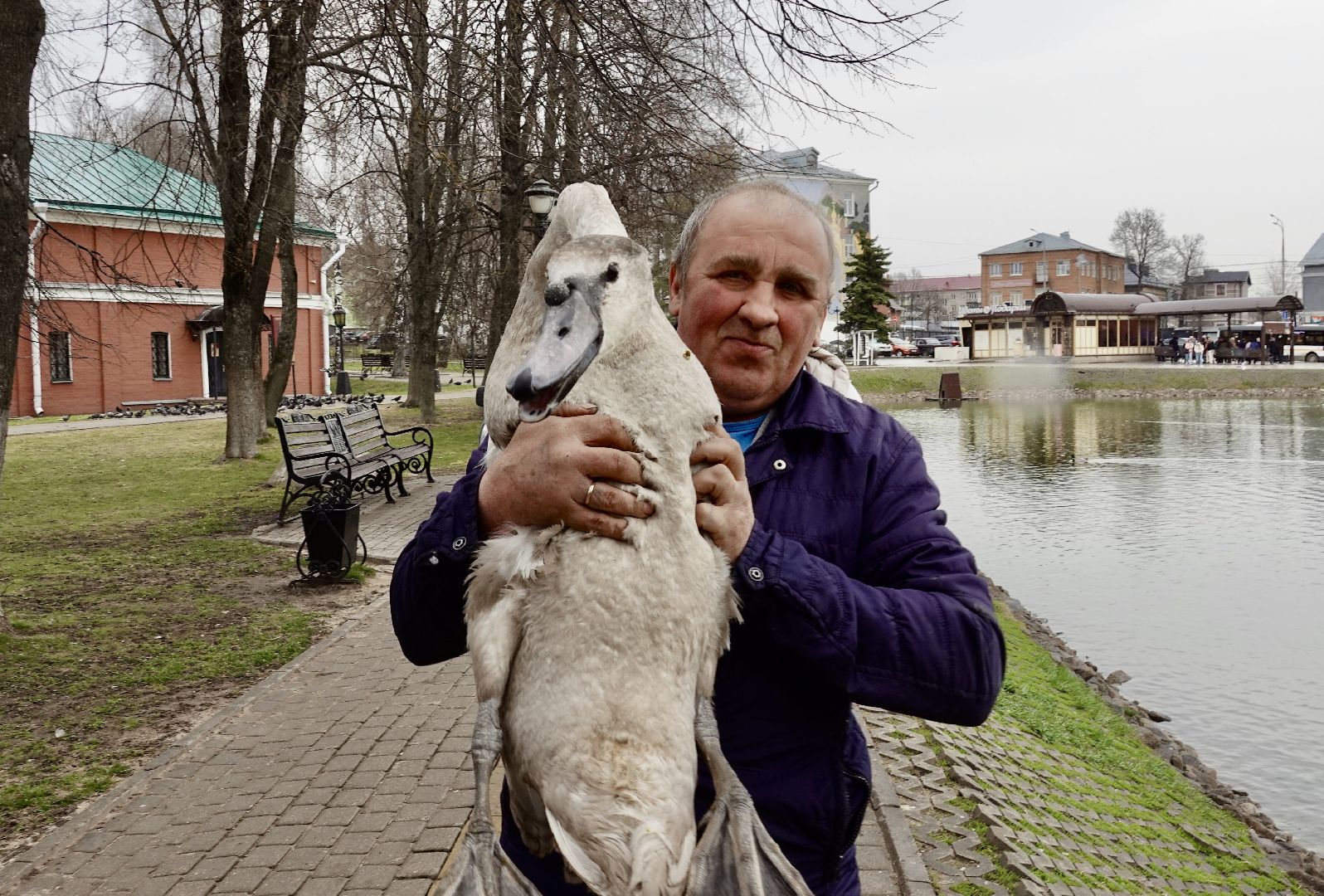 сергиев посад, сергиево-посадский городской округ, белые лебеди , весна, природа , эксклюзив ,