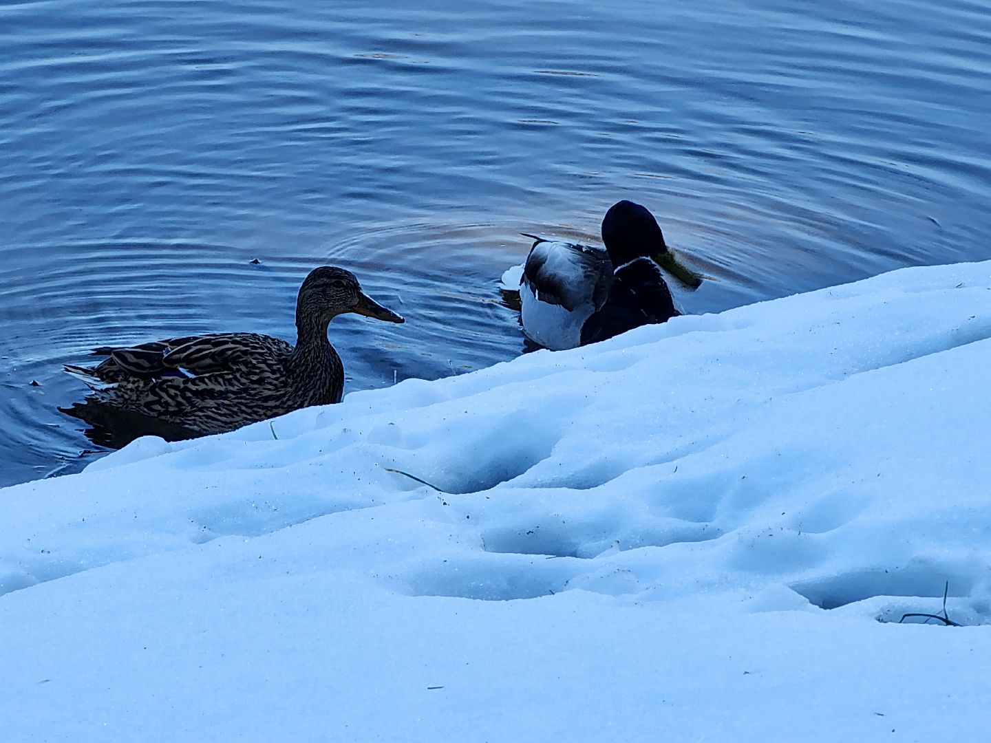 сергиев посад, загорское море, парки подмосковья, премия парки россии,