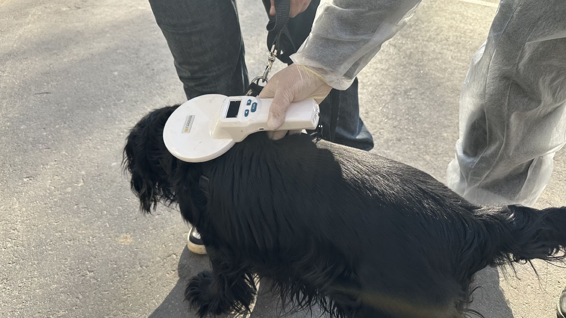 чипирование домашних животных, домодедово,